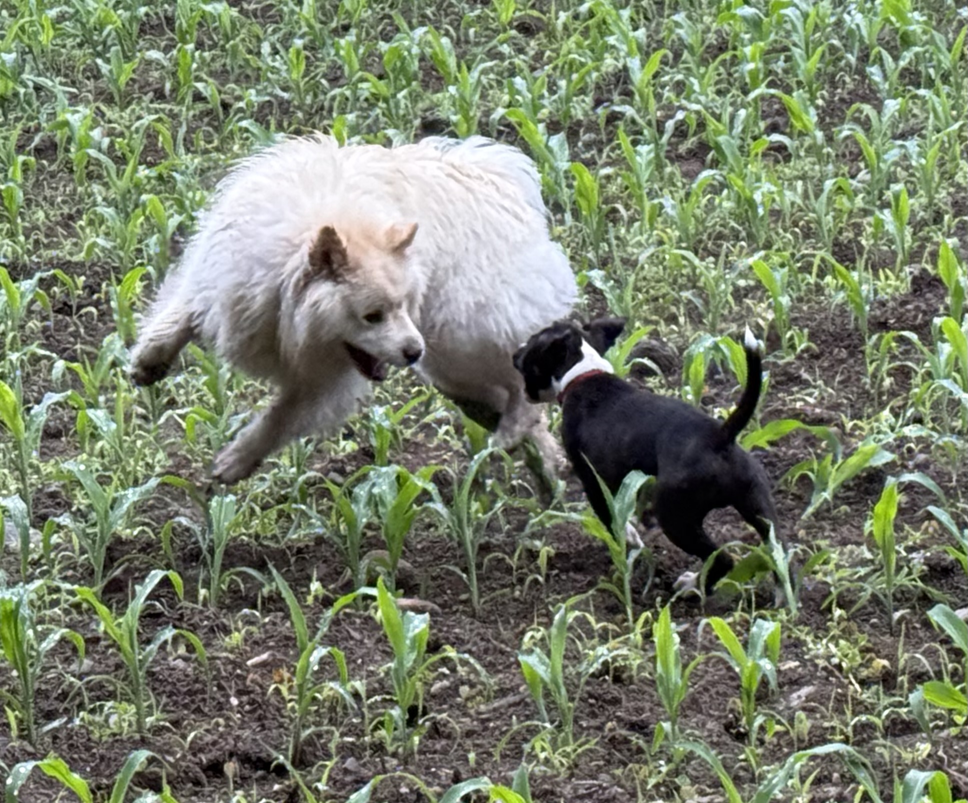 Brand Identity Design - Image 2